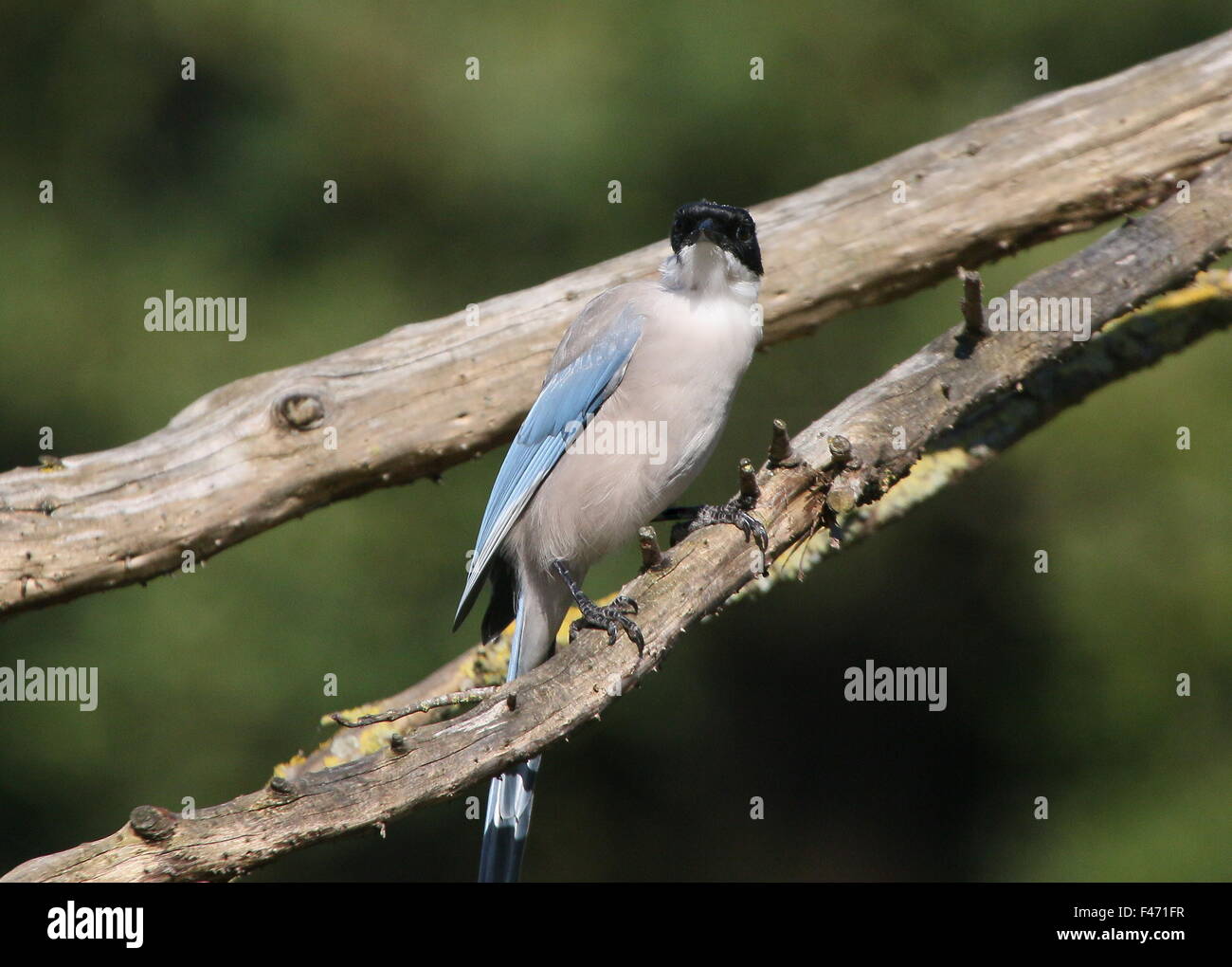 East Asian Azure winged magpie (Cyanopica cyanus) facing the camera Stock Photo