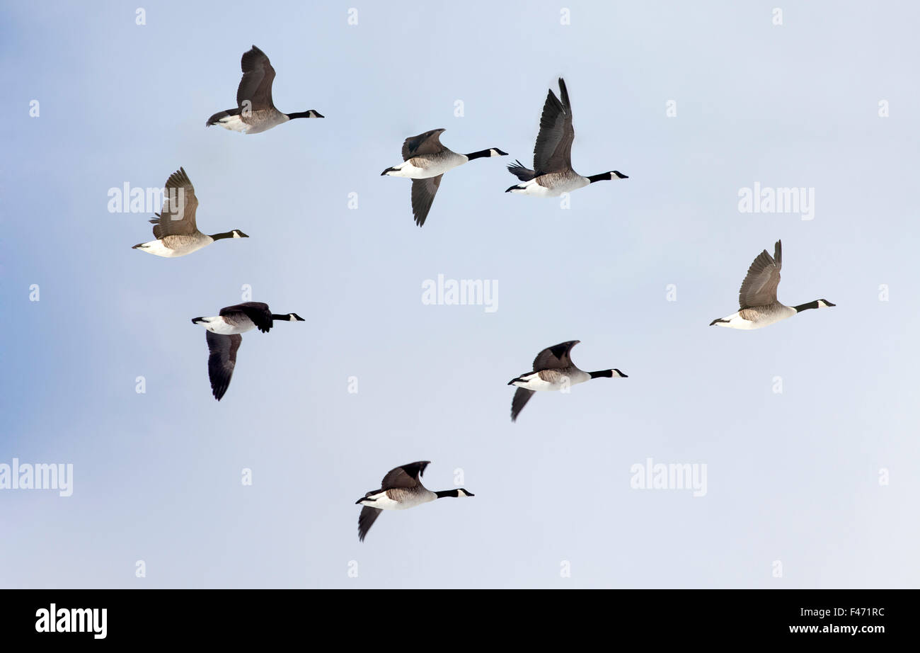 Canada geese (Branta canadensis) in flight, migratory birds, blue sky, Jasmund, Rügen, Mecklenburg-Western Pomerania, Germany Stock Photo