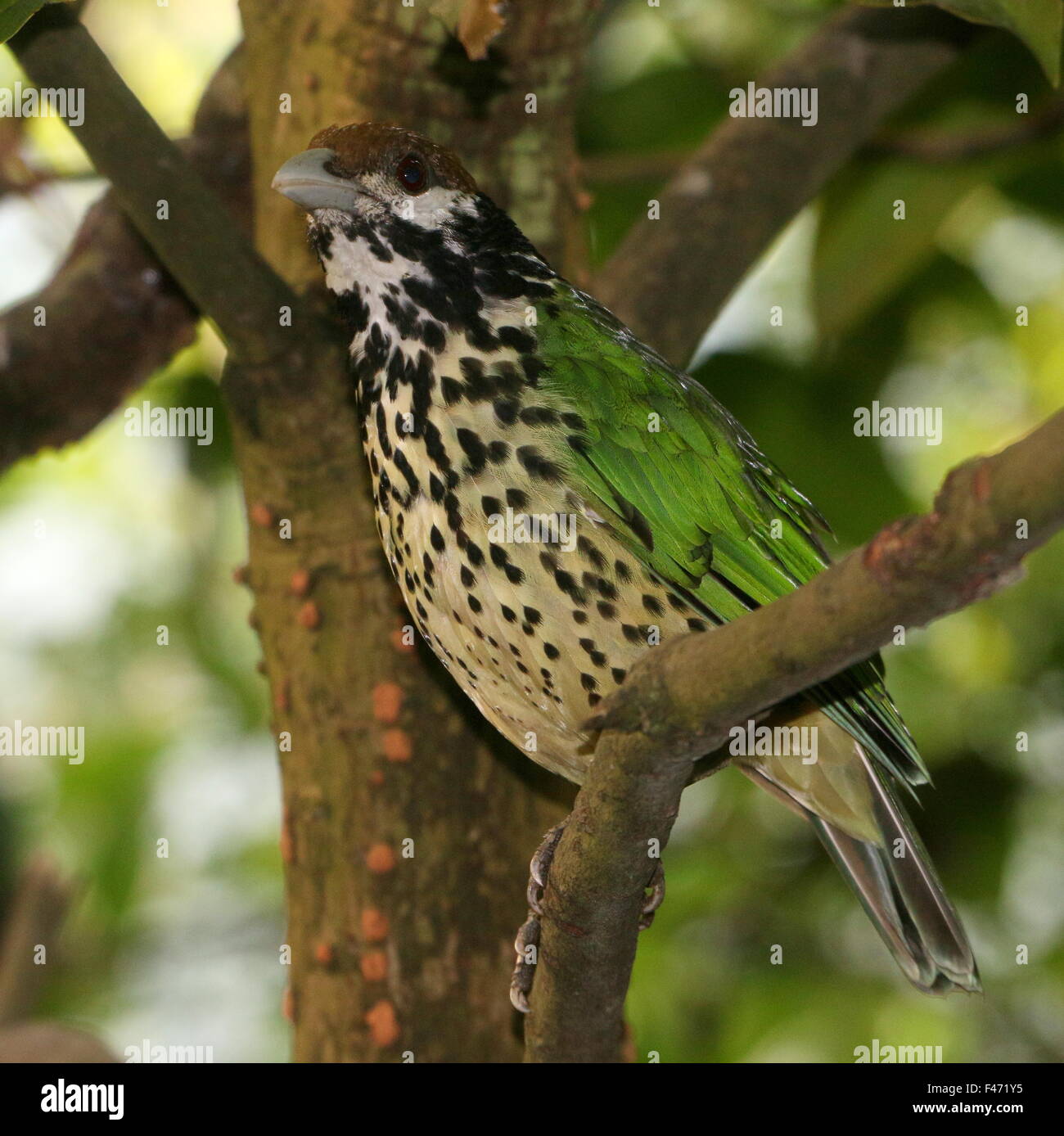 White eared catbird (Ailuroedus buccoides), native to Papua New Guinea, West Papua and some smaller Indonesian islands Stock Photo