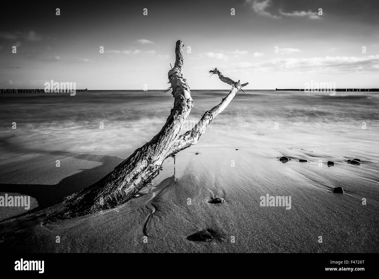 Trunk on shore of the Baltic Sea Stock Photo