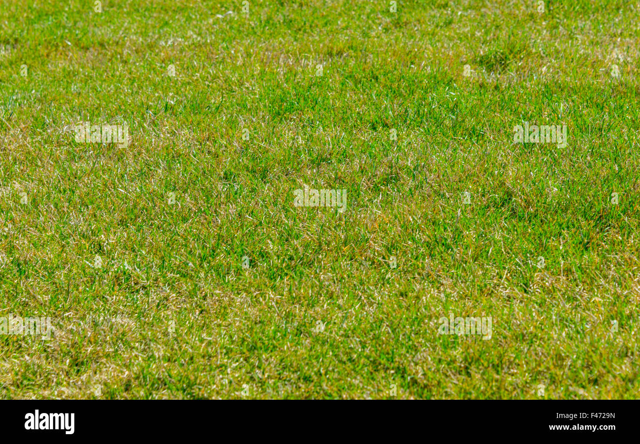 Close up of green grass for your background Stock Photo - Alamy