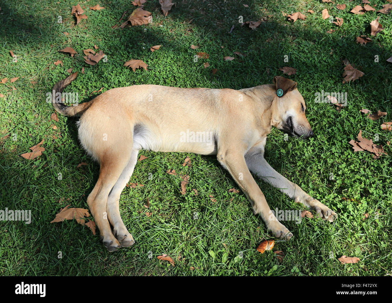 Most beautiful dog sleeping on the green grass Stock Photo Alamy
