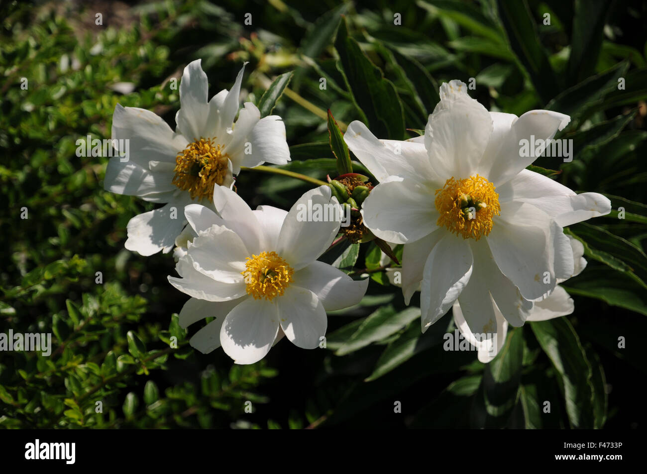 Chinese peony Stock Photo