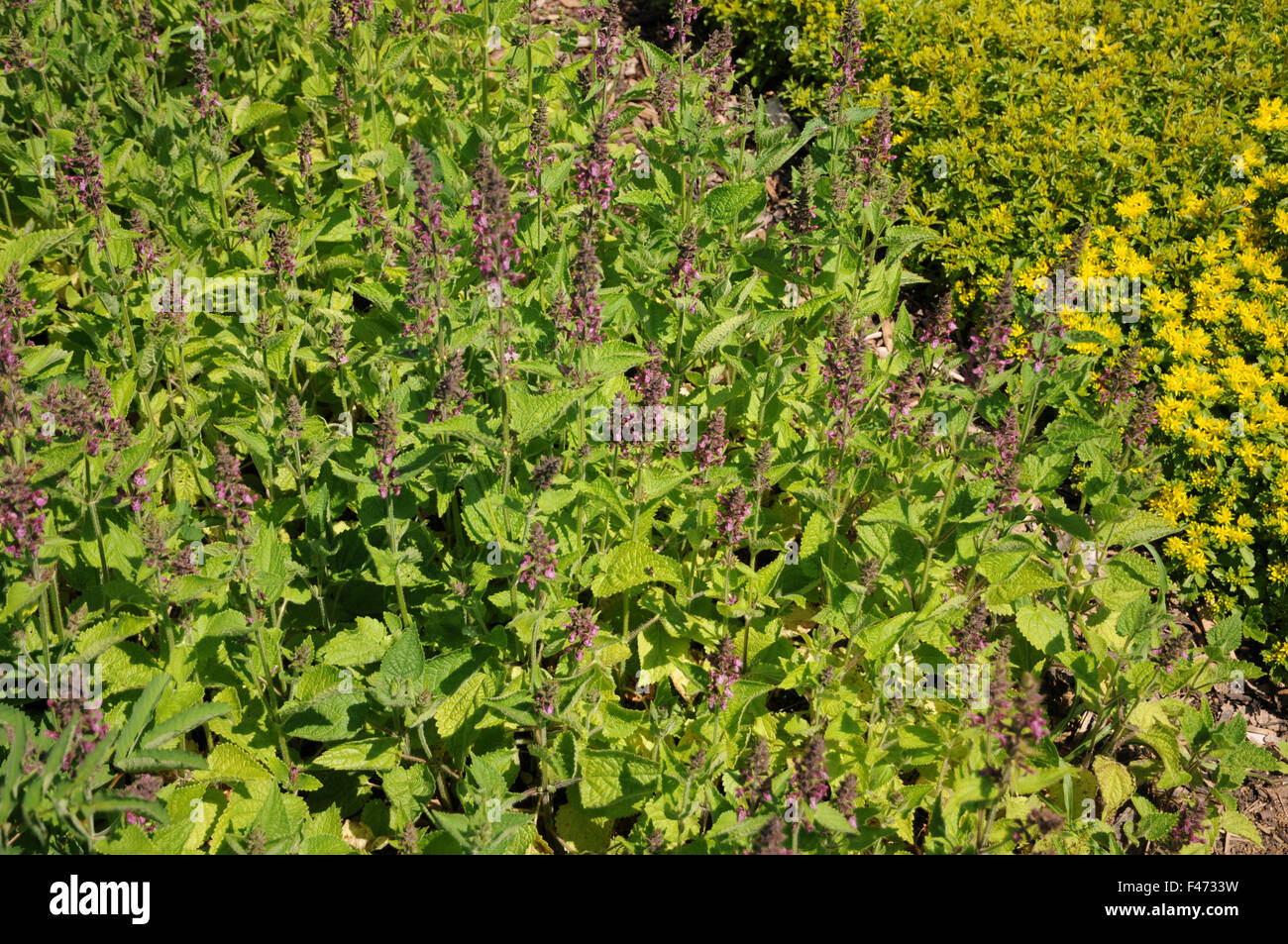 Hedge woundwort Stock Photo