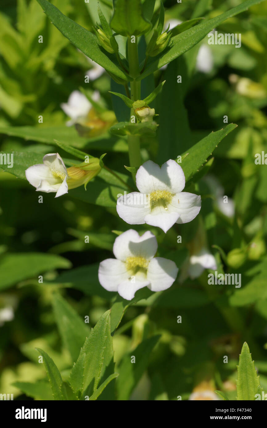 Hedgehyssop Stock Photo