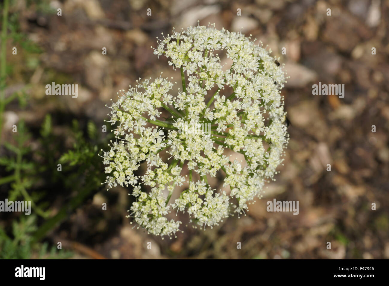 Hallers laserwort Stock Photo