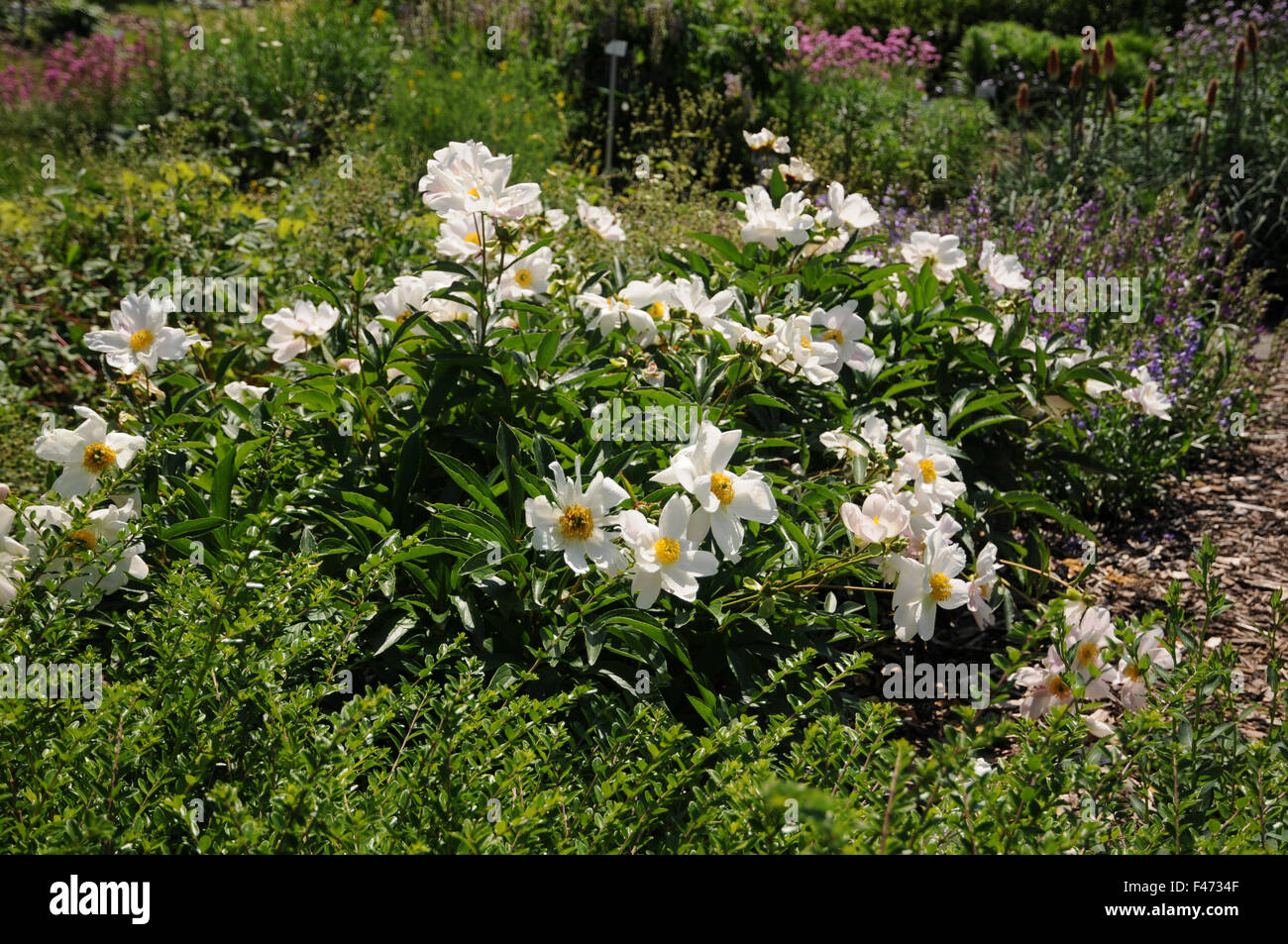 Chinese peony Stock Photo