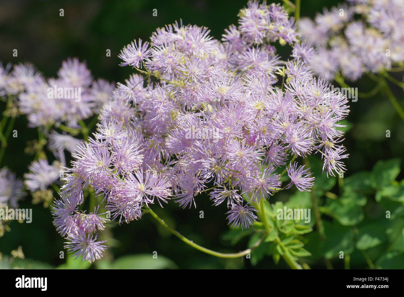 Greater meadow-rue Stock Photo