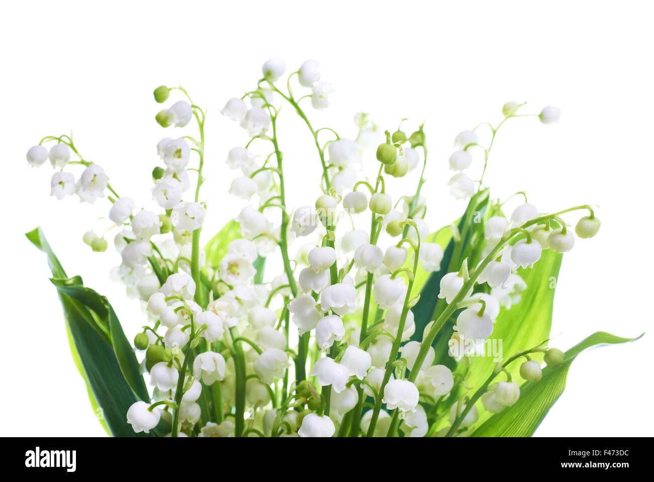 Lilies of the valley Stock Photo Alamy