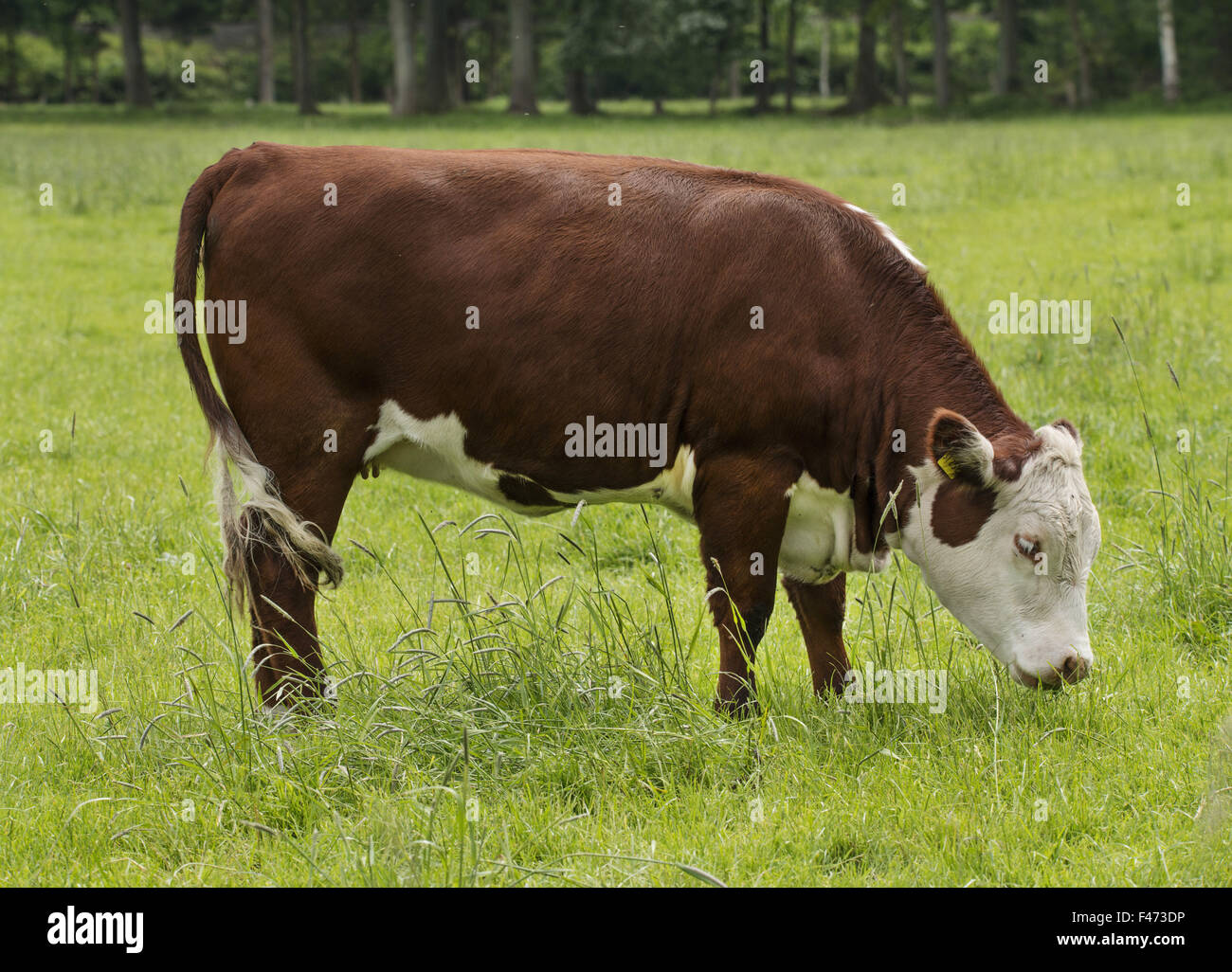 Fleckvieh, young cow grazing, Lower Saxony, Germany Stock Photo