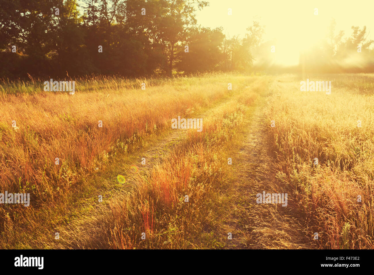 Road in the field Stock Photo - Alamy