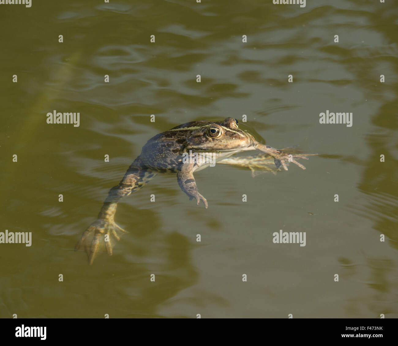 Edible frog, also common water frog or green frog (Rana esculenta) swimming, North Rhine-Westphalia, Germany Stock Photo