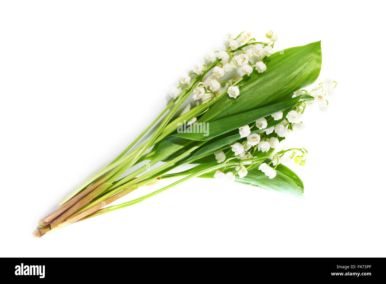 Lilies of the valley Stock Photo Alamy