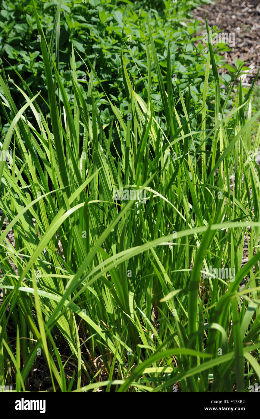 Calamus Stock Photo Alamy