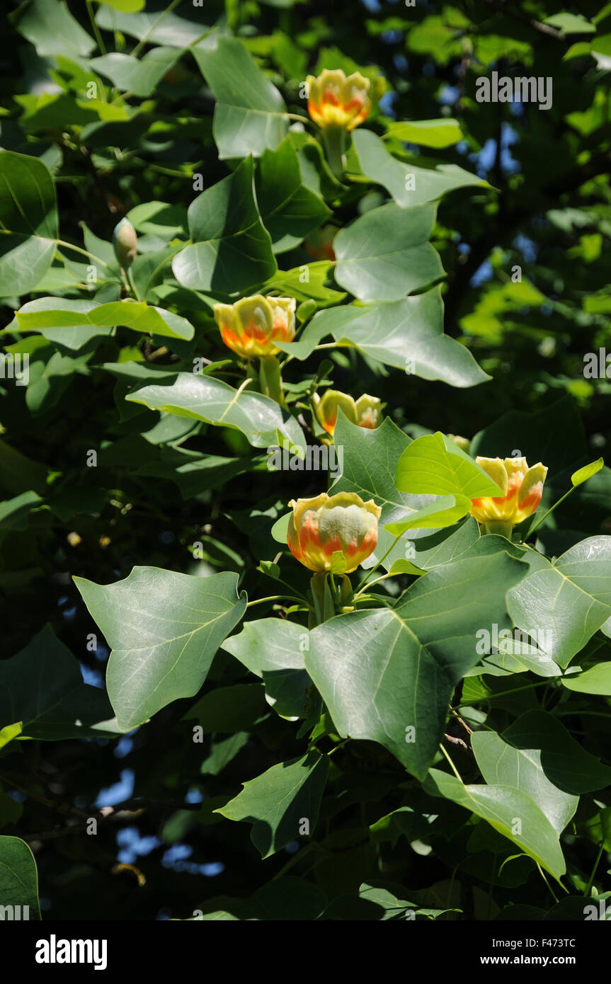 Tulip tree bark hi-res stock photography and images - Alamy