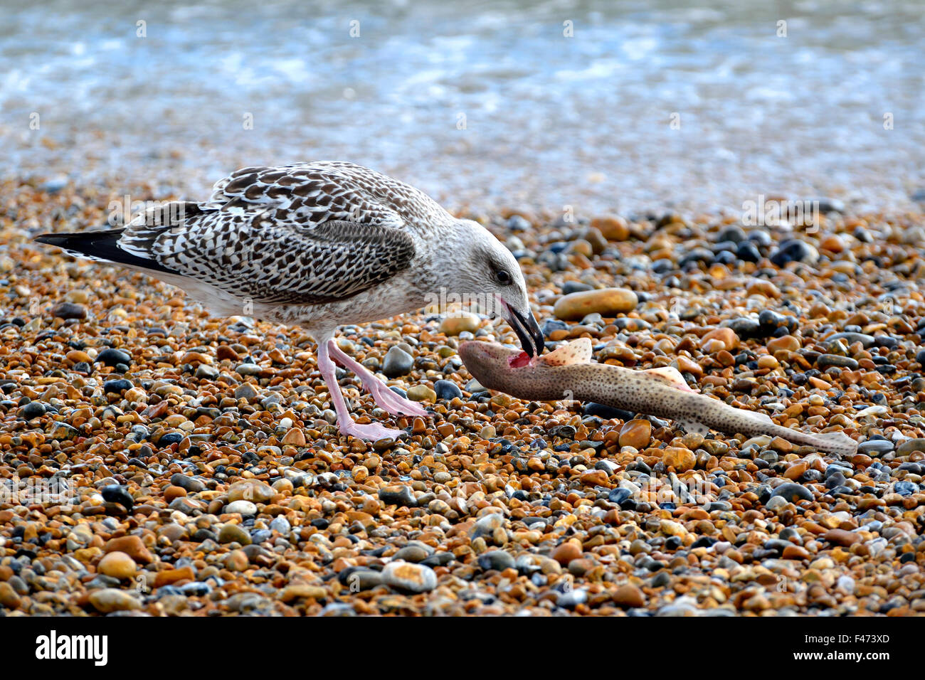 Young Herring Gull (Larus argentatus) eating a dead Lesser Spotted Dogfish or Small Spotted Catshark (Scyliorhinus canicula) on Stock Photo