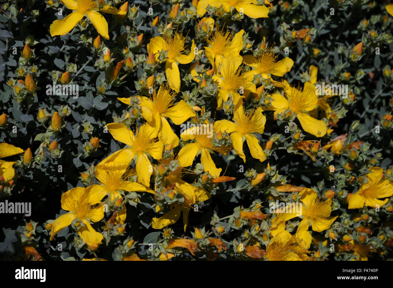 Dwarf St. johns wort Stock Photo Alamy