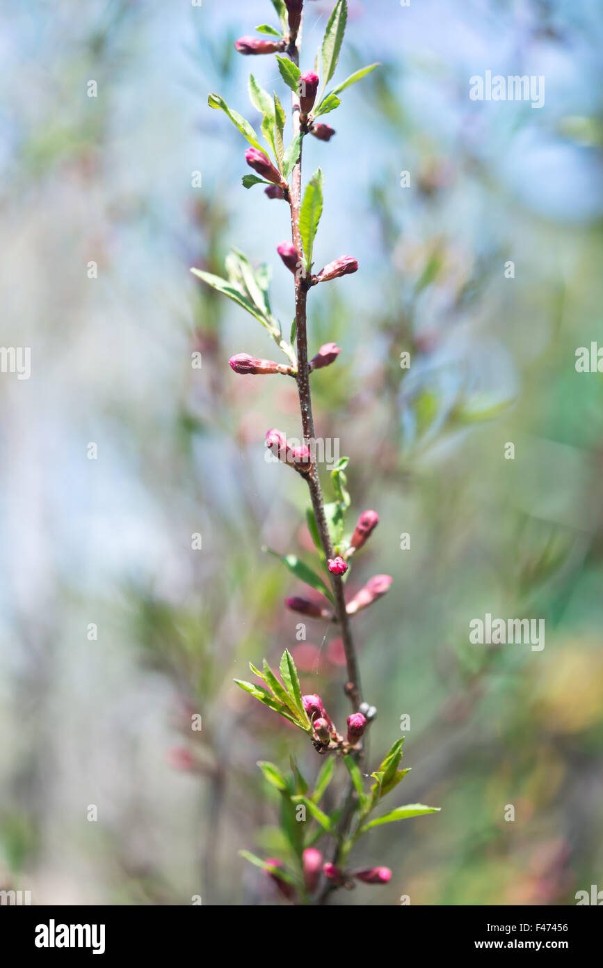 Russian almond hires stock photography and images Alamy