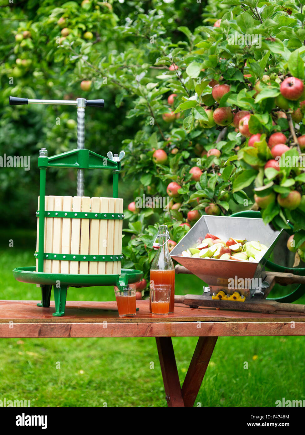 Production of apple cider. Stock Photo