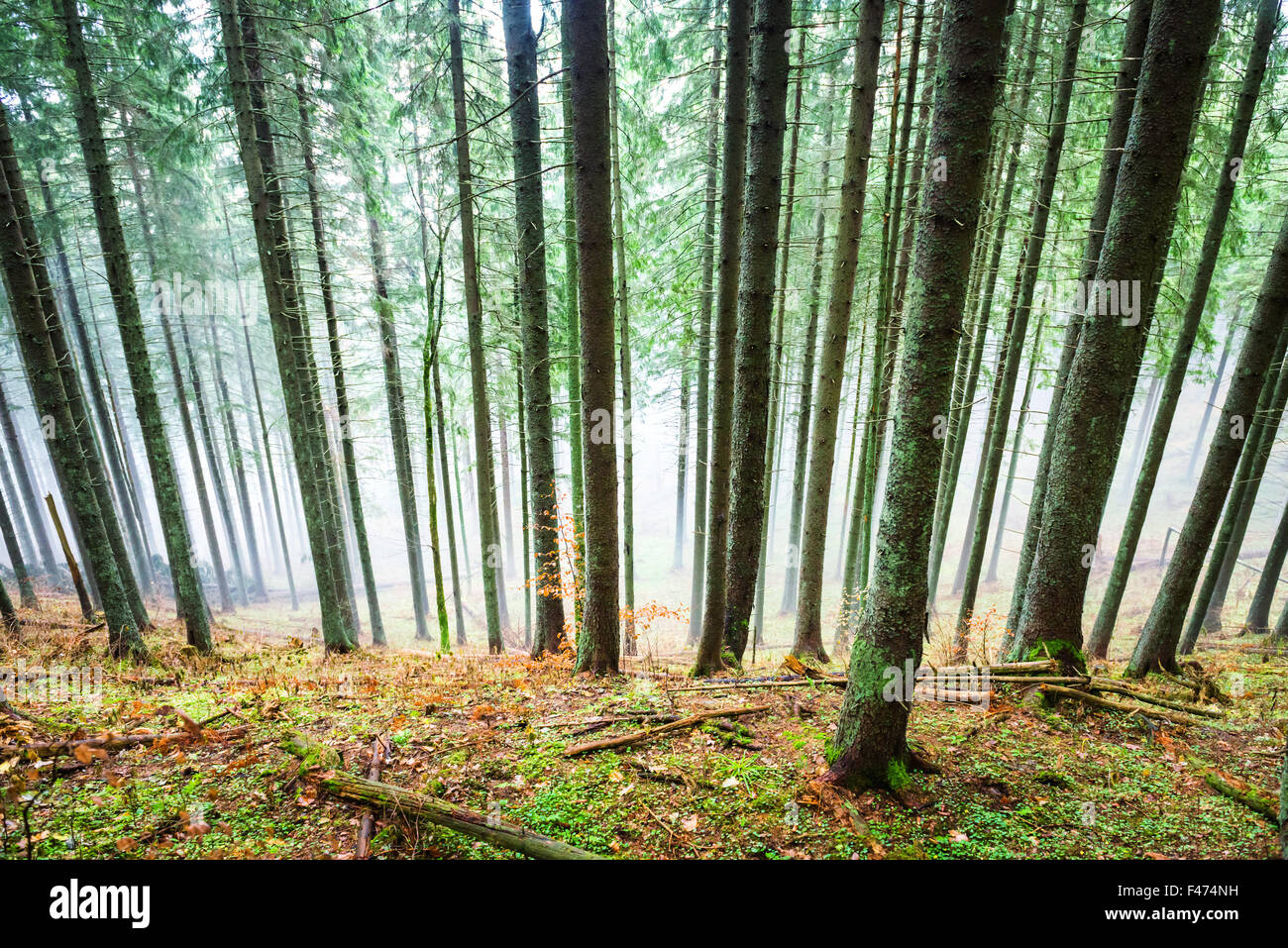 Mysterious fog in the green forest Stock Photo - Alamy