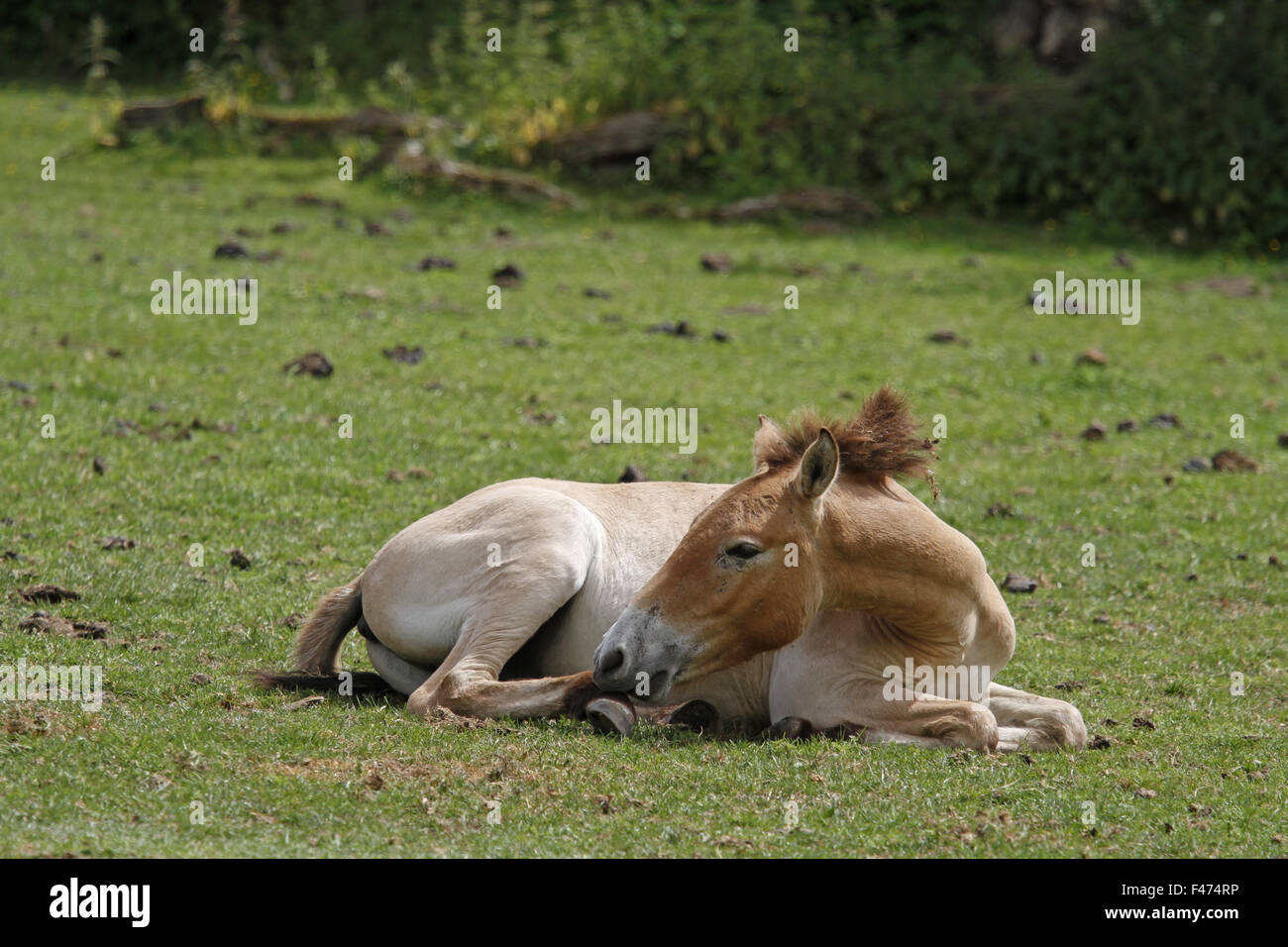Przewalski's foal Stock Photo