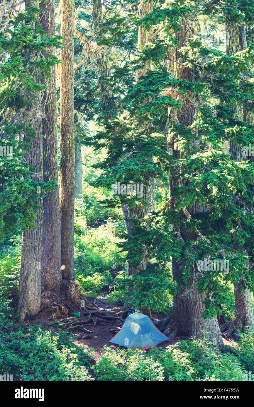 Tent in the forest Stock Photo - Alamy