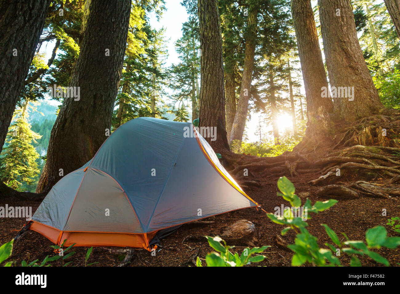 Tent in the forest Stock Photo - Alamy