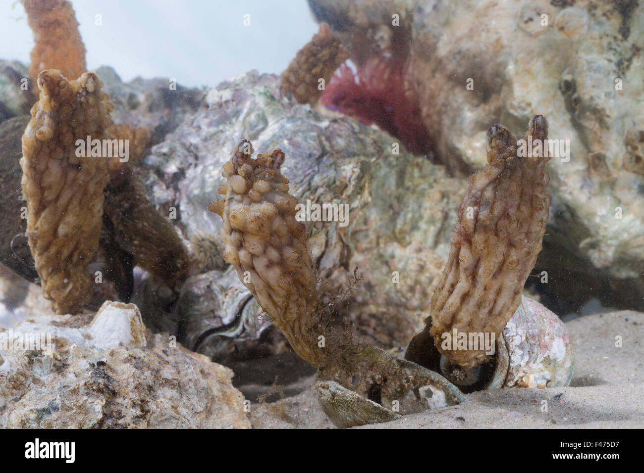 Stalked Sea Squirt Asian Sea Squirt Rough Sea Squirt Folded