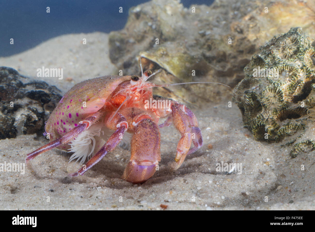 Anemone Hermit Crab, sea anemone, Anemonen-Einsiedlerkrebs, Mantelaktinie, Seeanemone, Pagurus prideaux, Adamsia palliata Stock Photo
