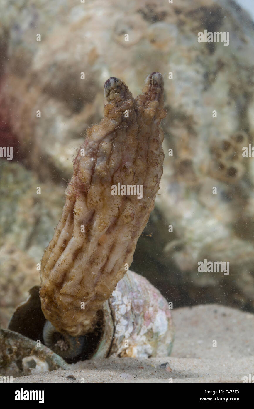 Stalked Sea Squirt, Asian sea squirt, rough sea squirt, folded seasquirt, Ostasiatische Seescheide, Falten-Ascidie, Styela clava Stock Photo