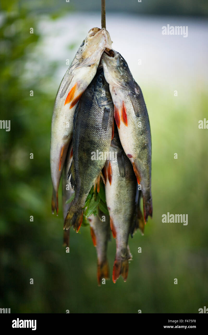 Perches on a stick, close-up, Stock Photo