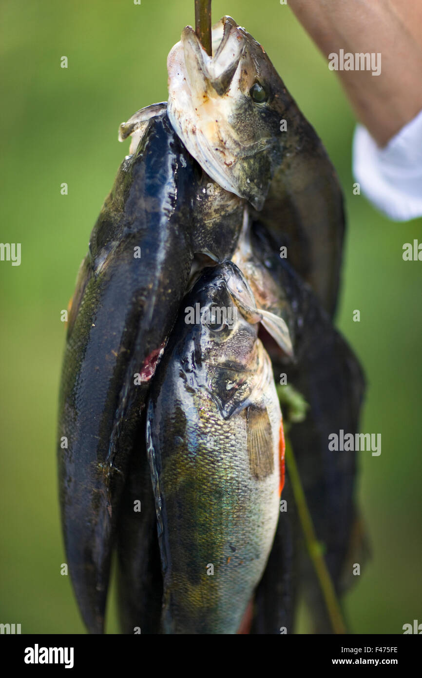 Perches on a stick, close-up, Stock Photo