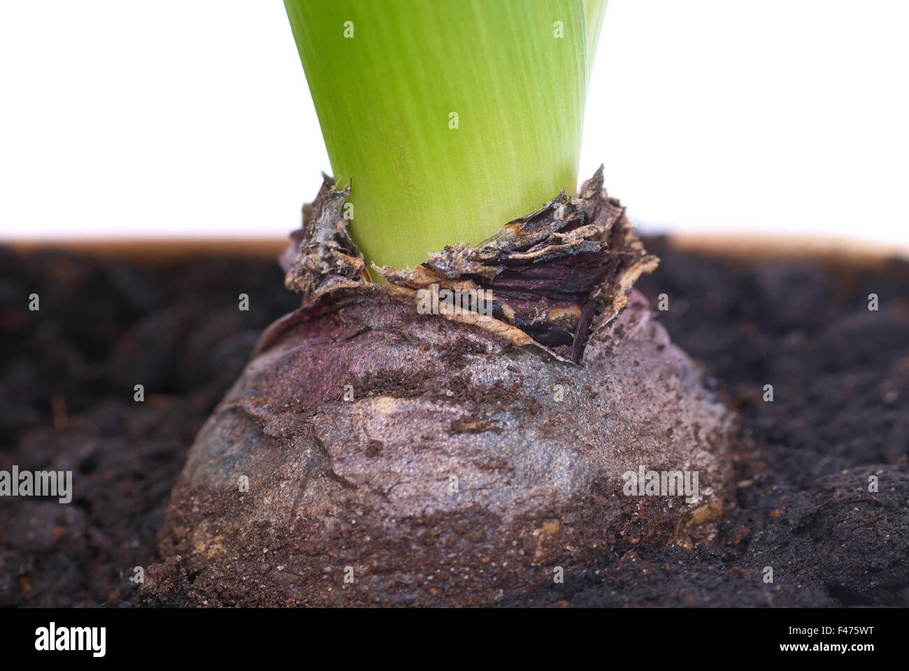 Bulb of hyacinth Stock Photo Alamy