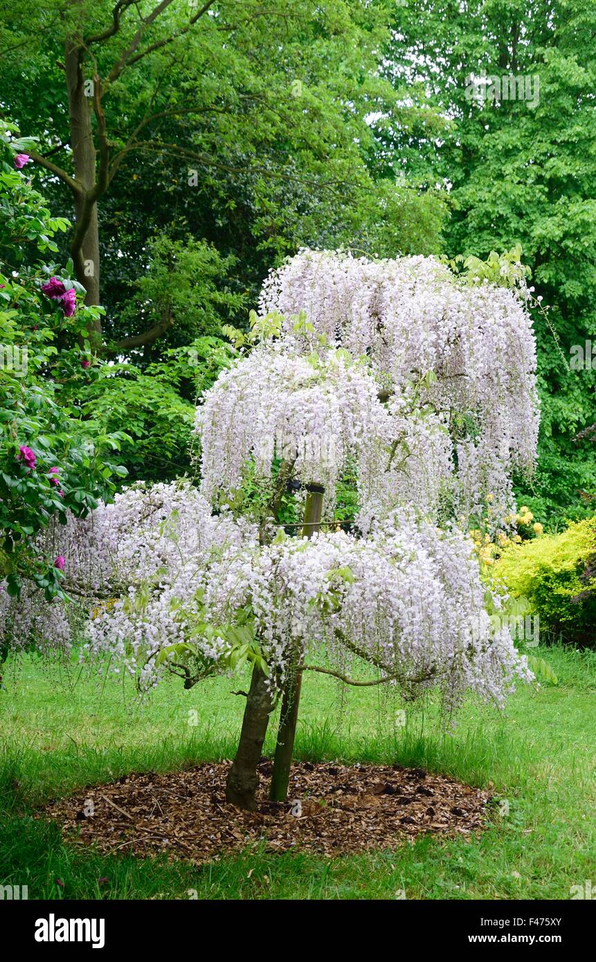 Single wisteria tree Stock Photo