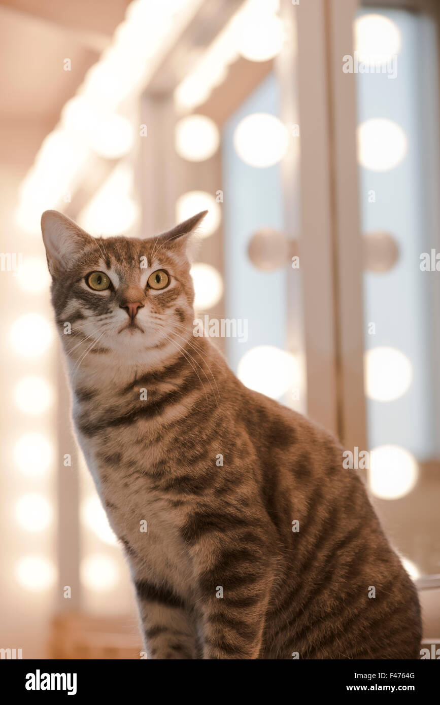American bobtail kittens for sale sales