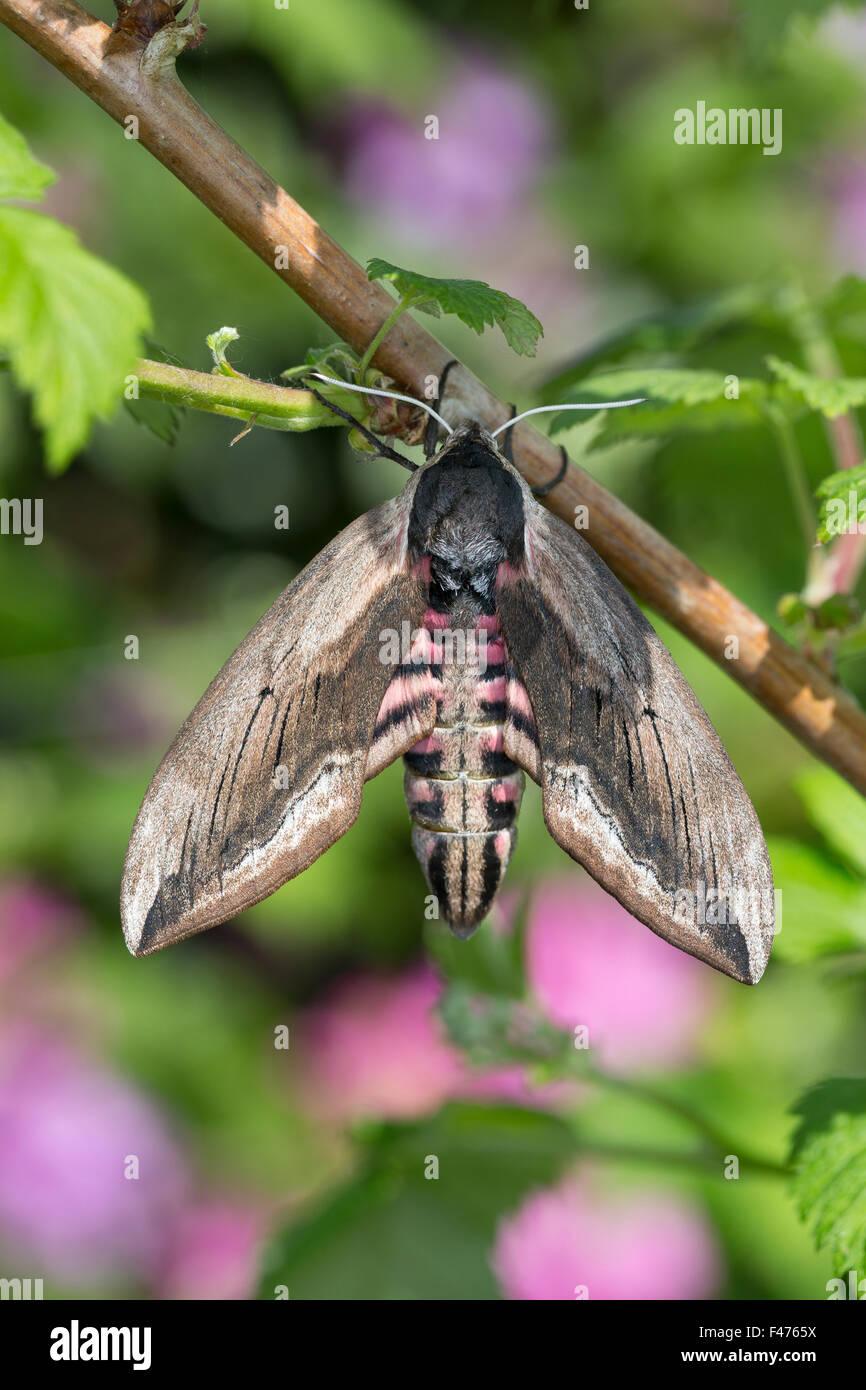 Sphinx du troene hires stock photography and images Alamy