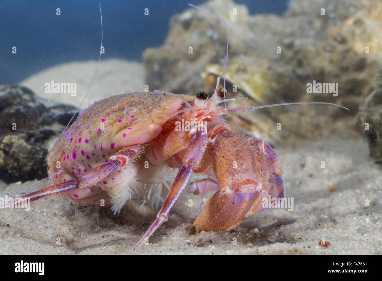 Anemone Hermit Crab, sea anemone, Anemonen-Einsiedlerkrebs ...