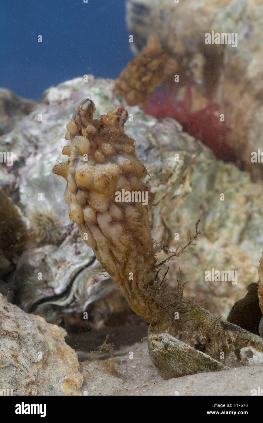 Stalked Sea Squirt, Asian sea squirt, rough sea squirt, folded seasquirt, Ostasiatische Seescheide, Falten-Ascidie, Styela clava Stock Photo