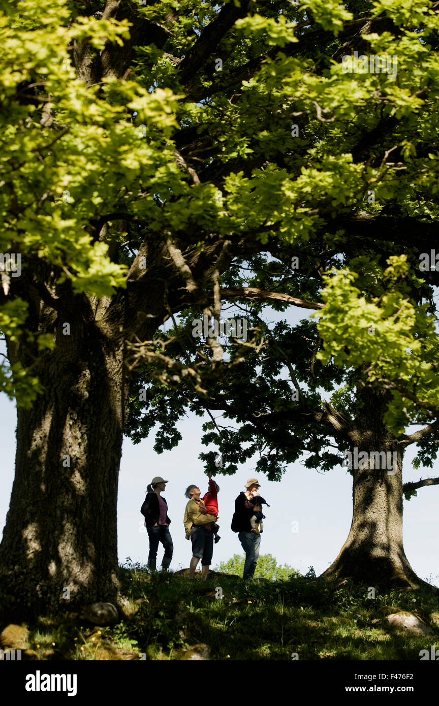 Five people standing under oak-trees, Sweden. Stock Photo