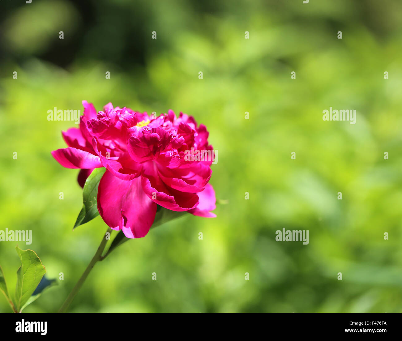 bright beautiful photo flower of pink peony Stock Photo - Alamy