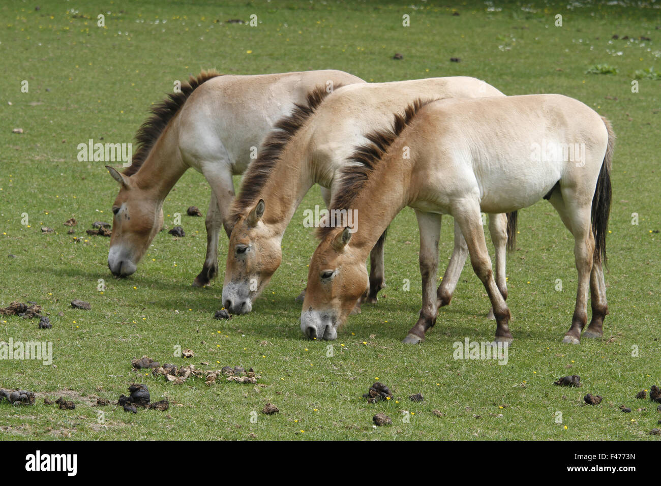 Przewalski's horses Stock Photo