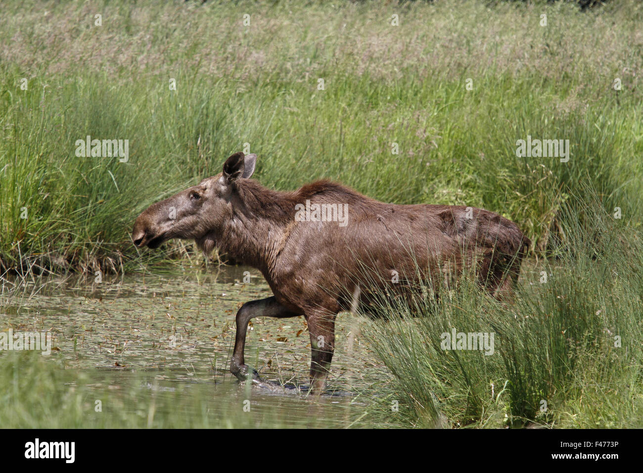moose Stock Photo