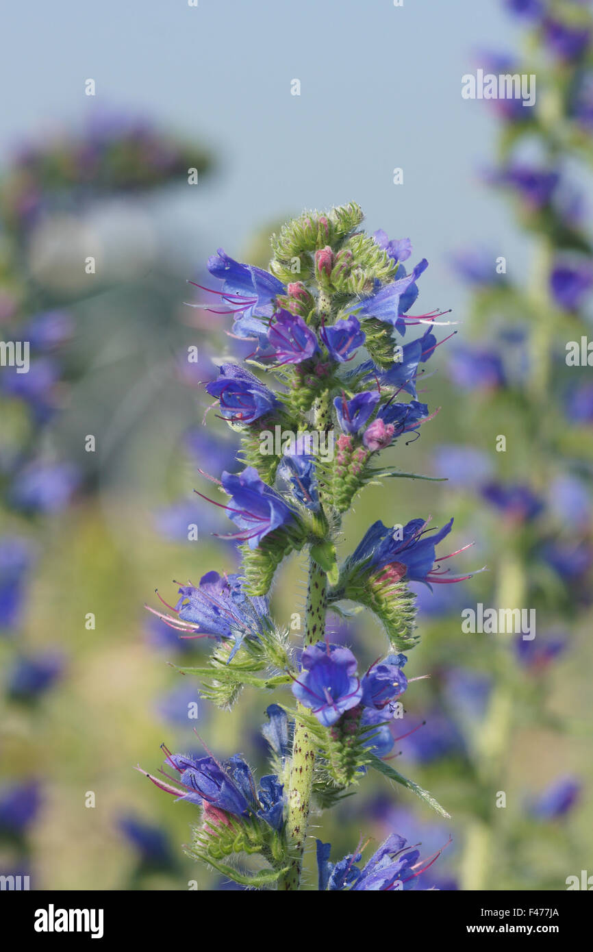 Vipers bugloss Stock Photo