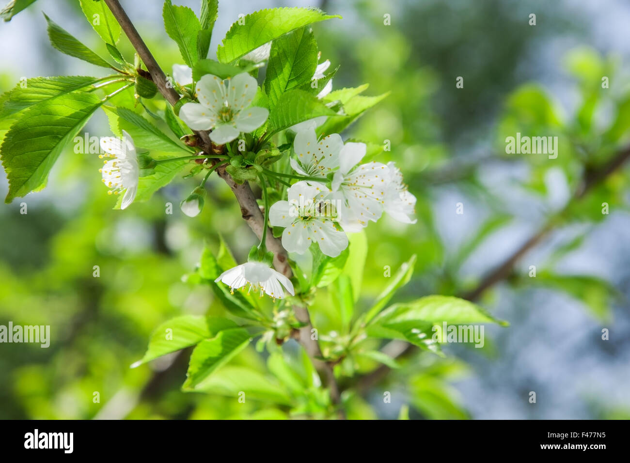 Cherry blossom scenery hi-res stock photography and images - Alamy