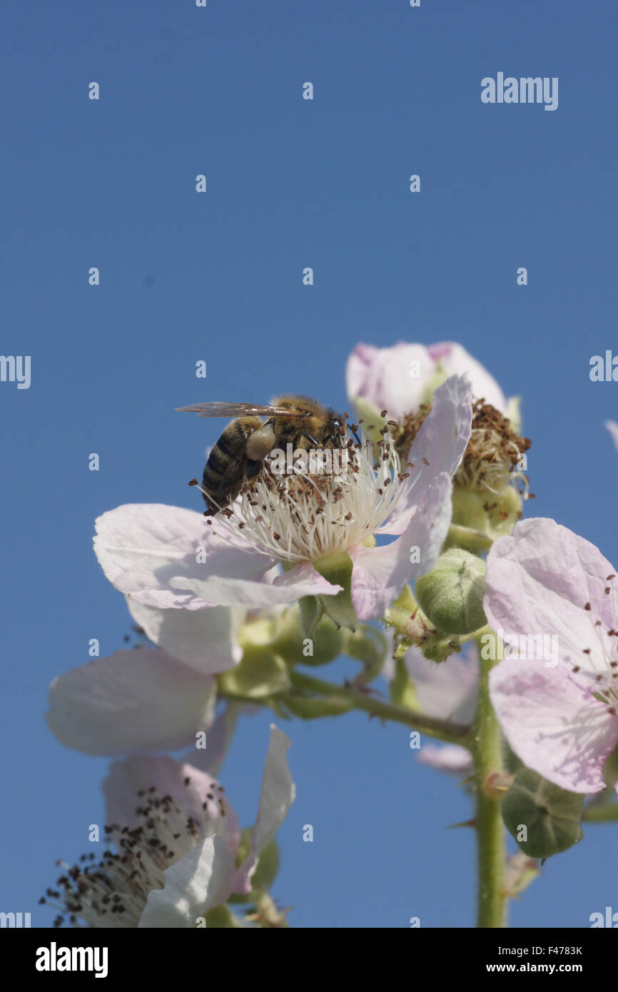 Blackberry Stock Photo