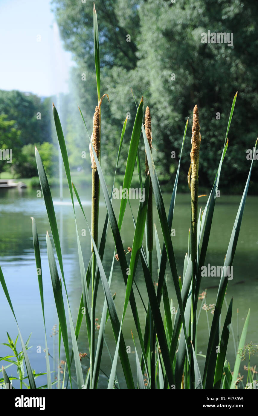 Common bulrush Stock Photo