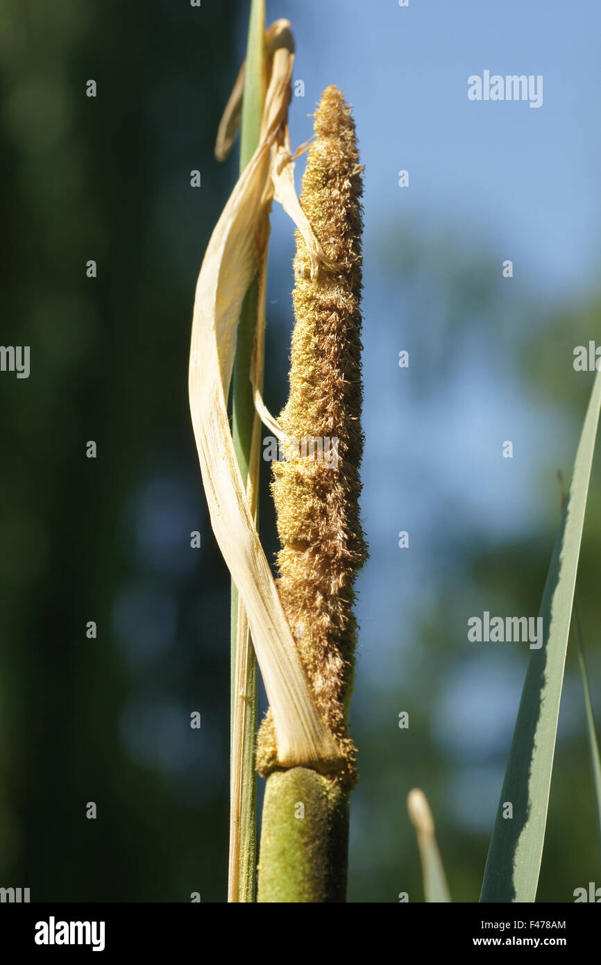 Common bulrush Stock Photo