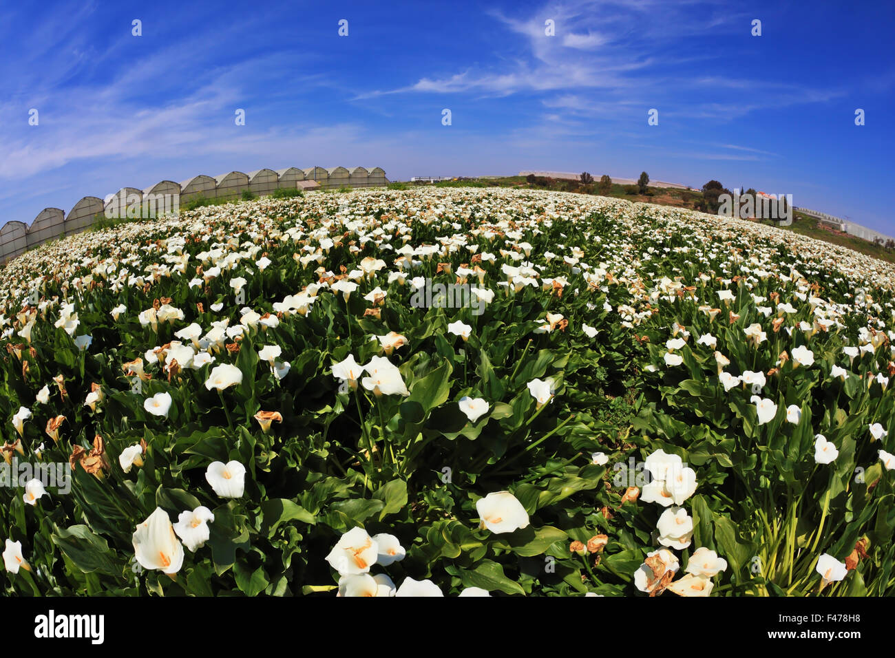 Big pictorial field of large white flowers Stock Photo
