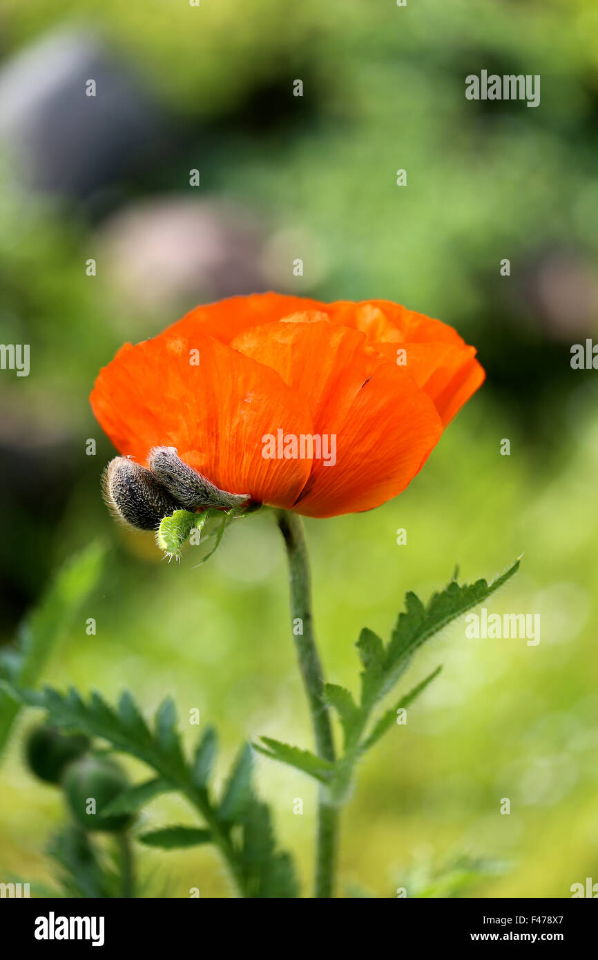 beautiful large red poppy flower photographed close up Stock Photo