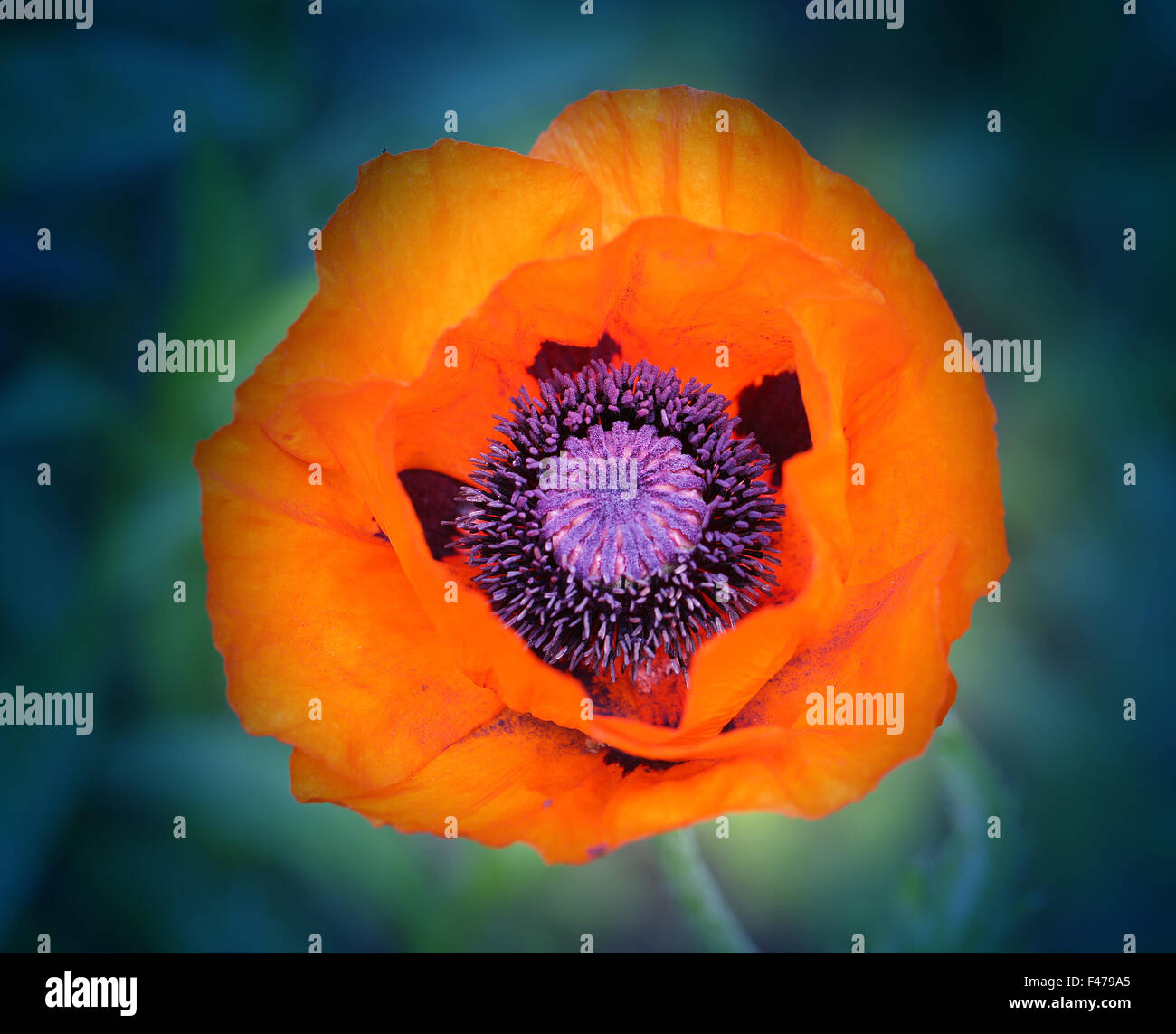 beautiful large red poppy flower photographed close up Stock Photo